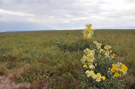 Flores no cerrado, no Jalapão - TO